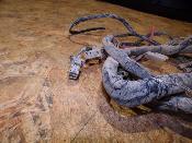 faisceau électrique homologué