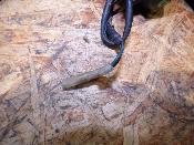 clignotant arrière gauche