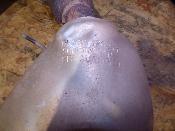 silencieux d'échappement 