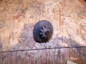 pignon de démarreur