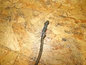 durite de frein 45 cm